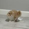 Romeo