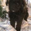 Toy poodle mixed Minpinpoo  male