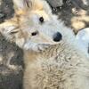 4 beautiful mid content wolfdog pups