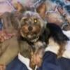 Yorkie Puppies For Sale