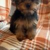 Yorkie terrier puppies