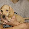 CKC mini Dachshund Cream female