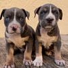 Tri color pitbull puppies