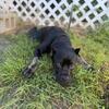ICCF Cane Corso