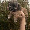 Shih Poo Shih Tzu x Mini Poodle