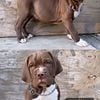 Bandog pups- FRENCH MASTIFF X CANE CORSO X AMERICAN BULLY