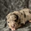 American bully pups Merle Brindle Tri