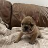 French Bulldog Puppies
