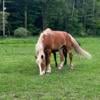 15 year old Belgian draft gelding