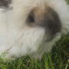 English angora rabbits and bunnies