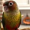 Vorens conure female 