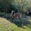 Cane Corso for Stud