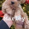 Miniature poodle female