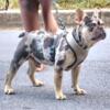 Akc chocolate & Tan Merle French bulldog Male carrying Rojo