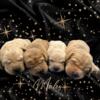 Labrador retriever puppies yellow and red males and females available