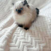 Persian kitten Fievel