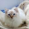 Veterinarian Bred Chocolate Lynx Point Male Ragdoll Kitten in Cincinnati, Ohio.