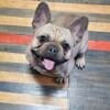 AKC Health Tested Female French Bulldog