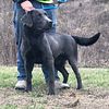 Akc charcoal Labrador