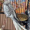 Hand fed cockatiel babies