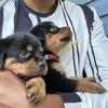 8 week old German Rottweiler Puppies 