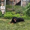 5 year old female Rottweiler