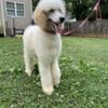 Female Poodle available