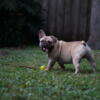 Male frenchie looking for home FREE