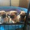 Pug puppies 8 week old