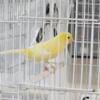 Waterslager malinois canary 