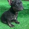 Black n Tan Female Purebred French Bulldog