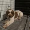 Male poodle for rehoming ( needs work )