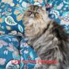 Persian Kittens for Sale in Texas