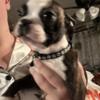 10 weeks old brindle Boston terrier