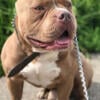 Pocket Bully Looking for new home