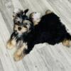 YORKIE PUPPY , mom and dad on the pics , she comes vaccinated and dewormed with a puppy pack