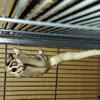sugar glider 