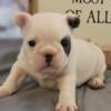 French bulldog puppies AKC