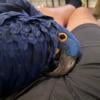 Hyacinth Macaw message me