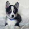 Adorable Pomsky Puppy for Sale!