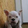 Micro Bully pups