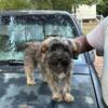 Rehome Maltese and Yorkie mixed puppy