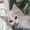 Blue lynx bicolor male Tica Ragdoll pedigree cat 