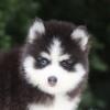 Male Pomsky puppy for sale