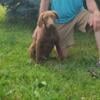 Germain Shorthair/Chesapeake Bay Retriever puppies