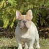 Pied French bulldog stud- pupback