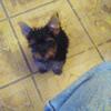 FEMALE 10 WEEKS OLD YORKIE PUPPY   $750.00