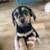 Dachshund 