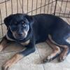 Purebred Rottweiler puppies for sale