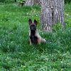 Belgian Malinois puppy rehoming